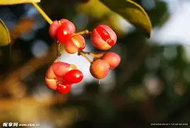 官方：姆巴佩或将提前见分晓(姆巴佩消息)